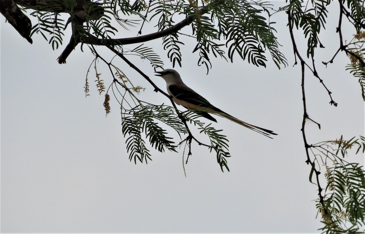 Scissor-tailed Flycatcher - Kathy Springer
