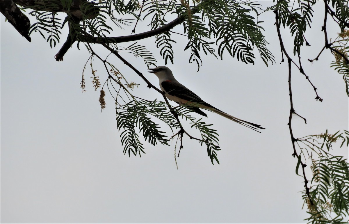 Scissor-tailed Flycatcher - ML443520271