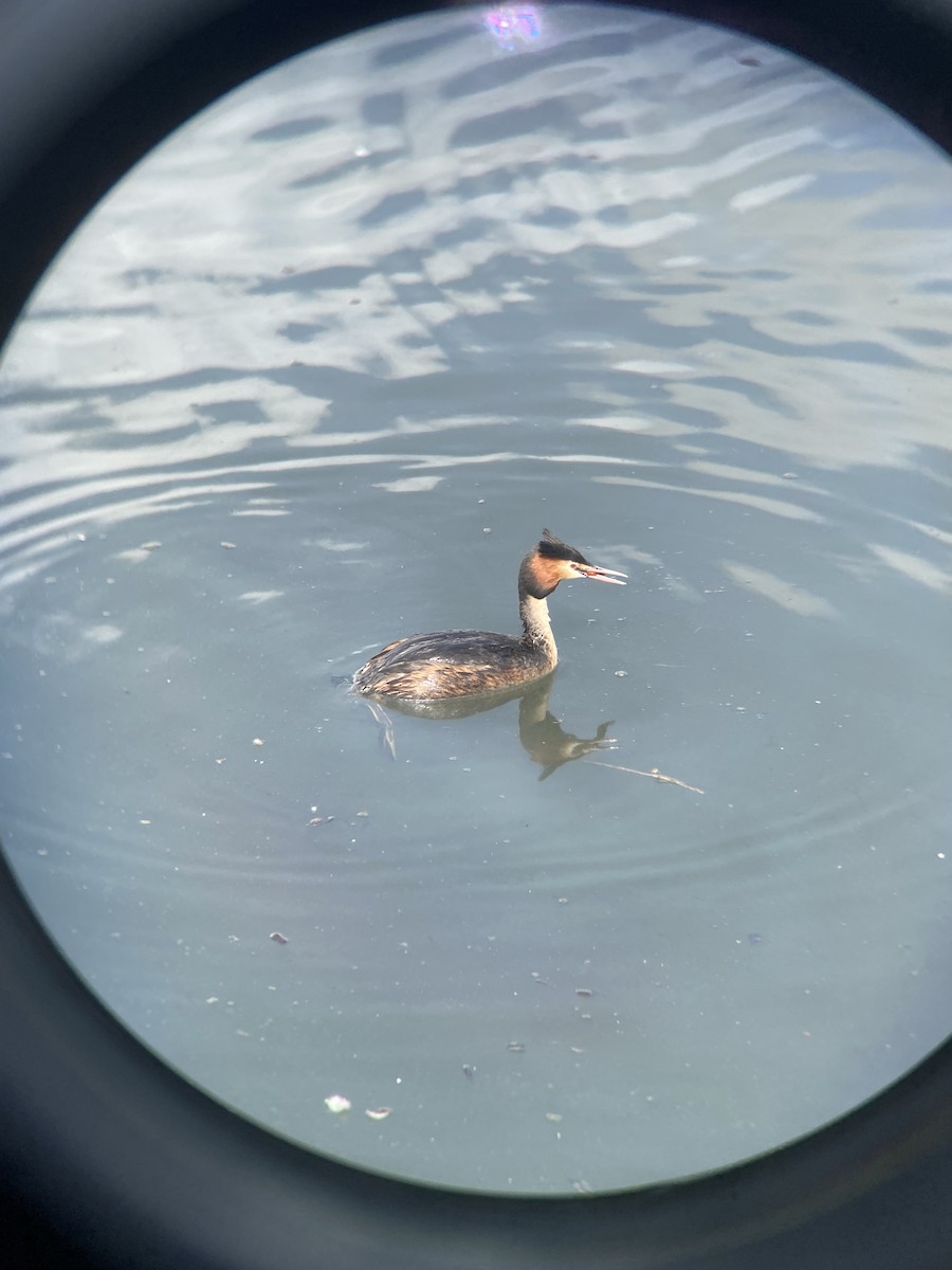 Great Crested Grebe - ML443520291