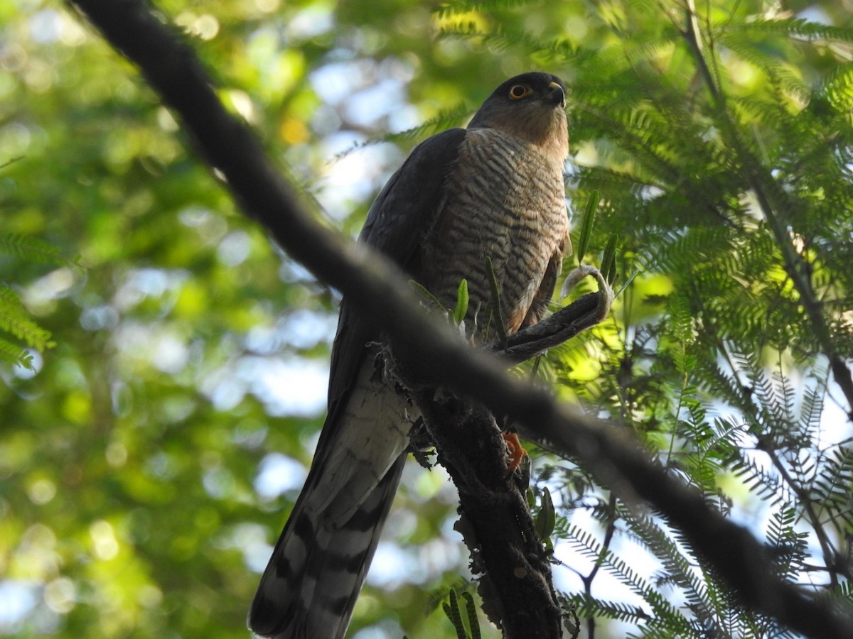 Sharp-shinned Hawk - ML443520421