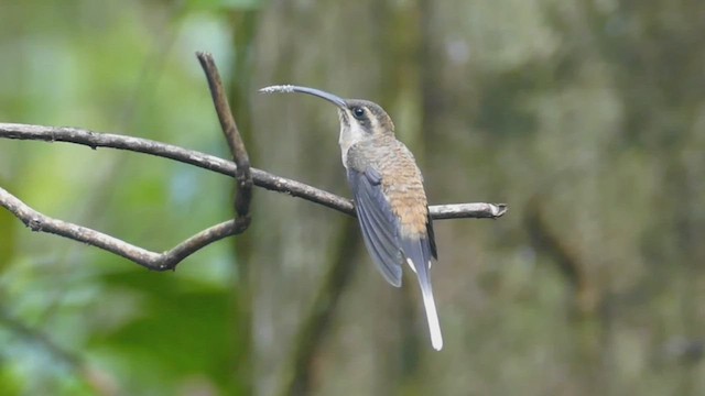 Long-billed Hermit - ML443520641