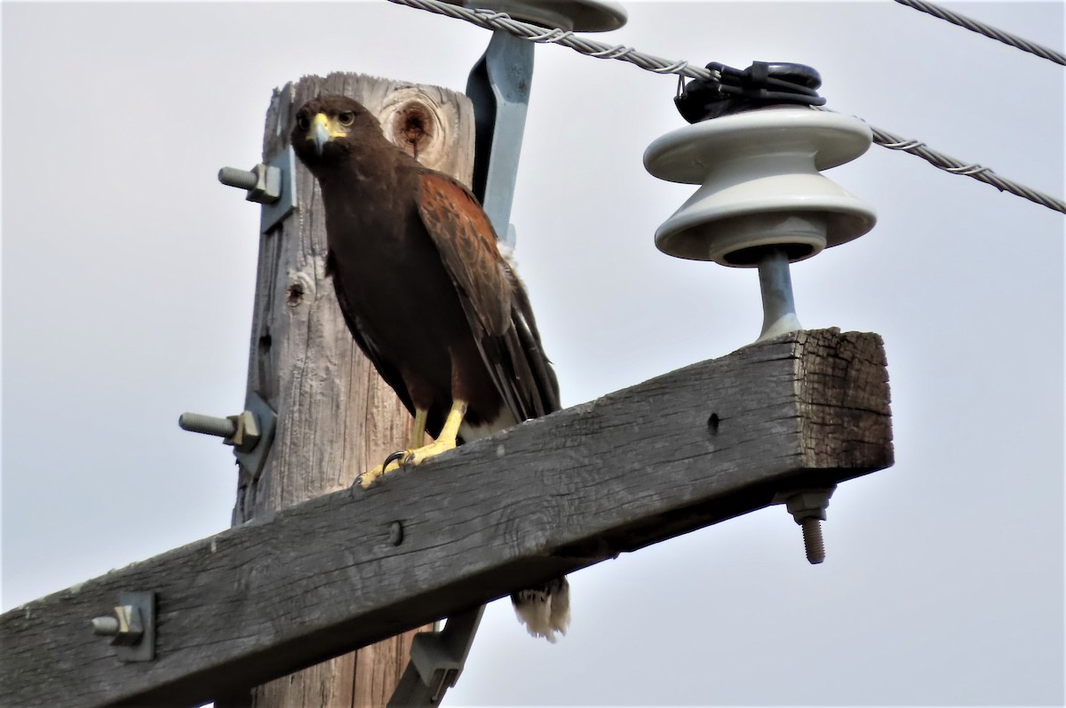 Harris's Hawk - ML443520771