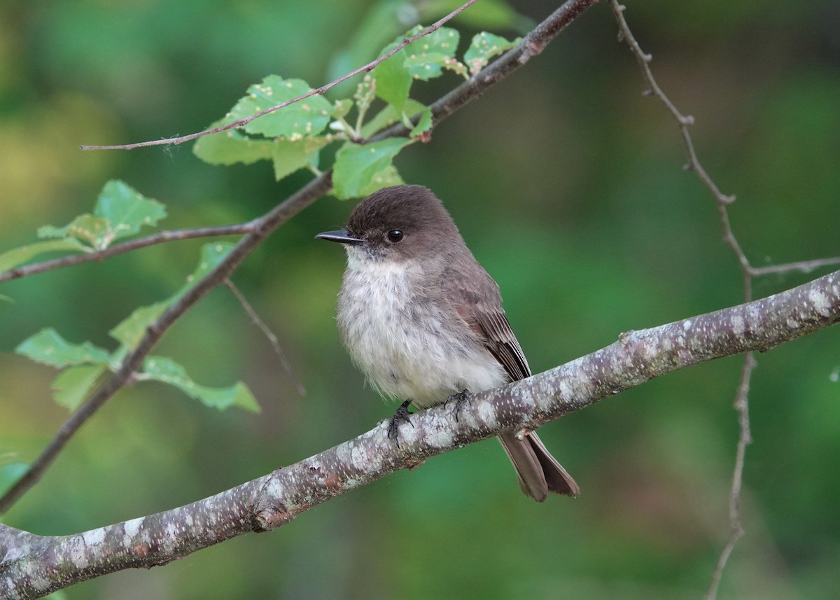 Eastern Phoebe - ML443521111
