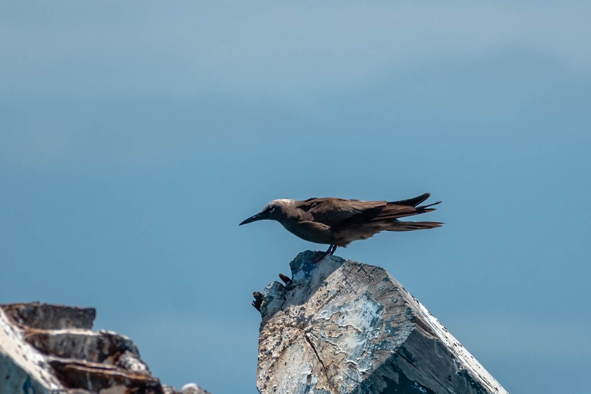 Brown Noddy - ML443521391