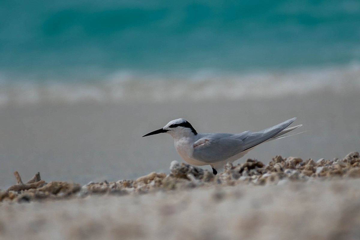 Black-naped Tern - ML443521501