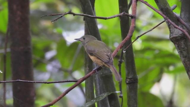 Ochre-bellied Flycatcher - ML443523581