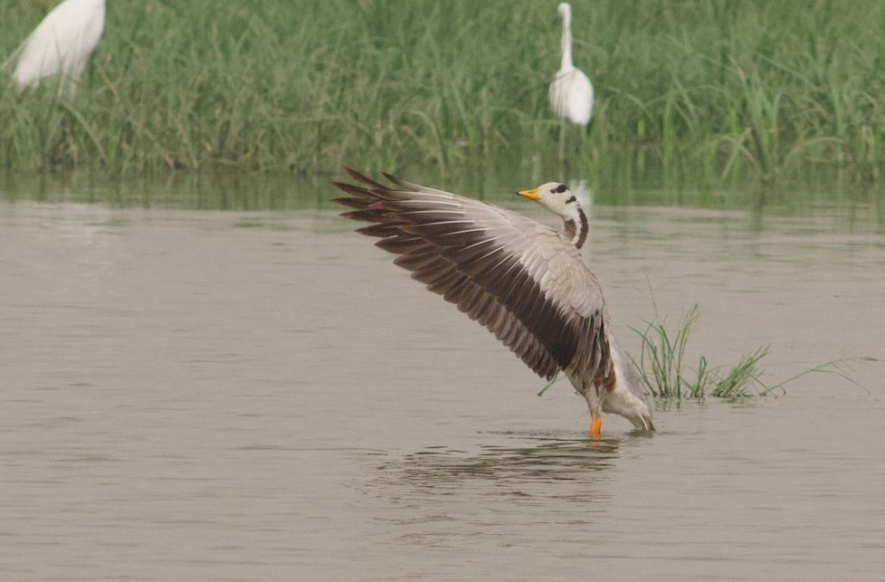 Bar-headed Goose - ML443523811