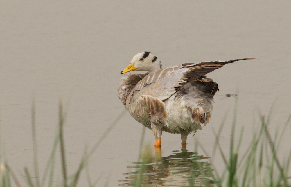 Bar-headed Goose - ML443523821