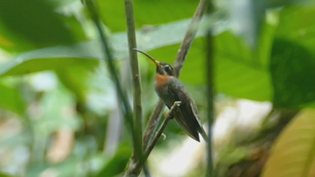 Полосатохвостый колибри-отшельник - ML443524001