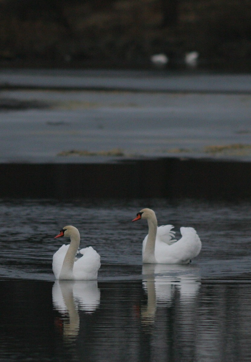 Cygne tuberculé - ML44352401