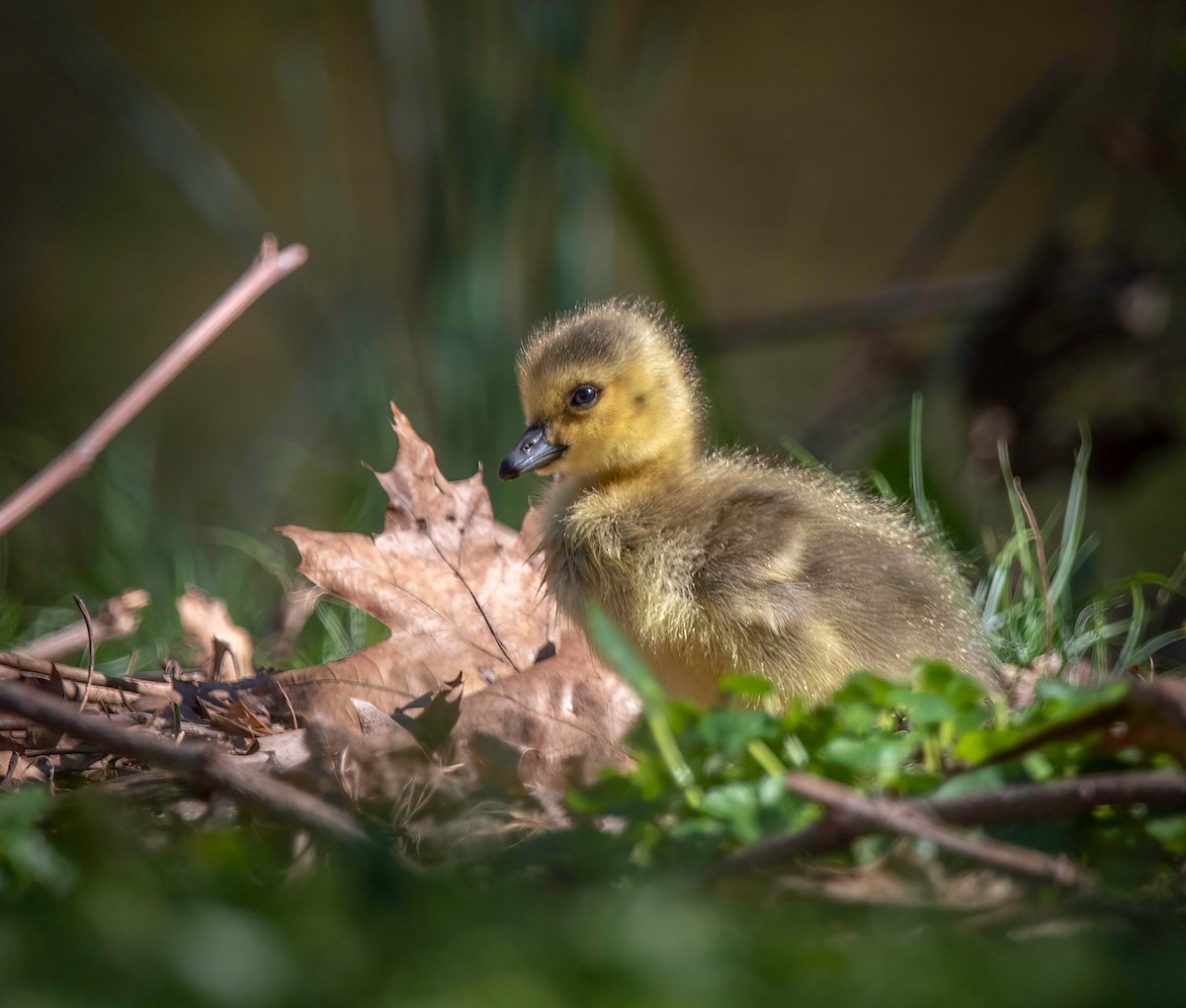 Canada Goose - ML443524081