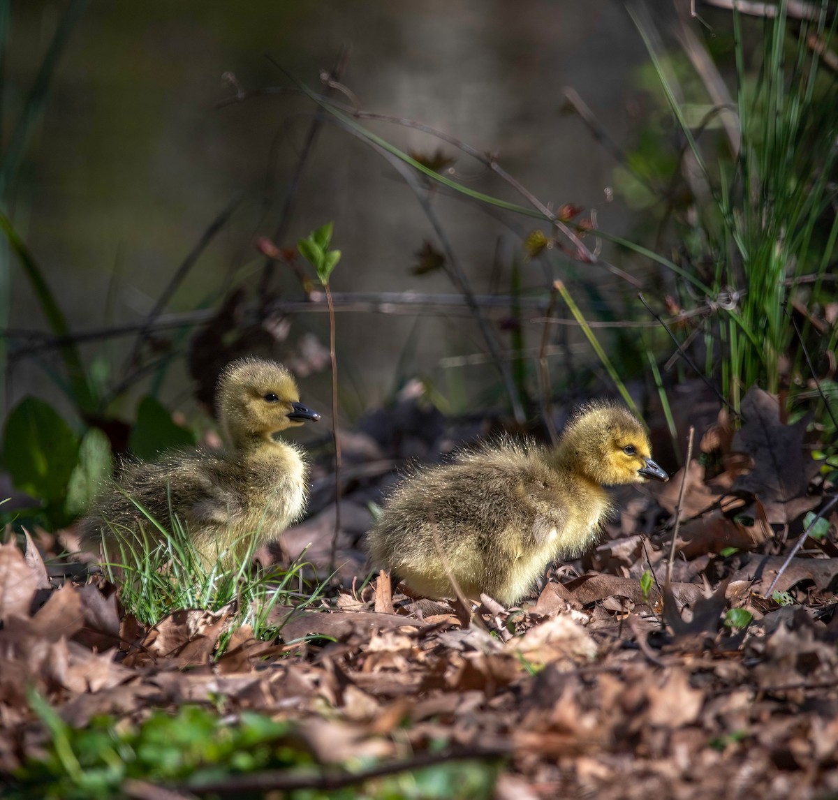 Canada Goose - ML443524091