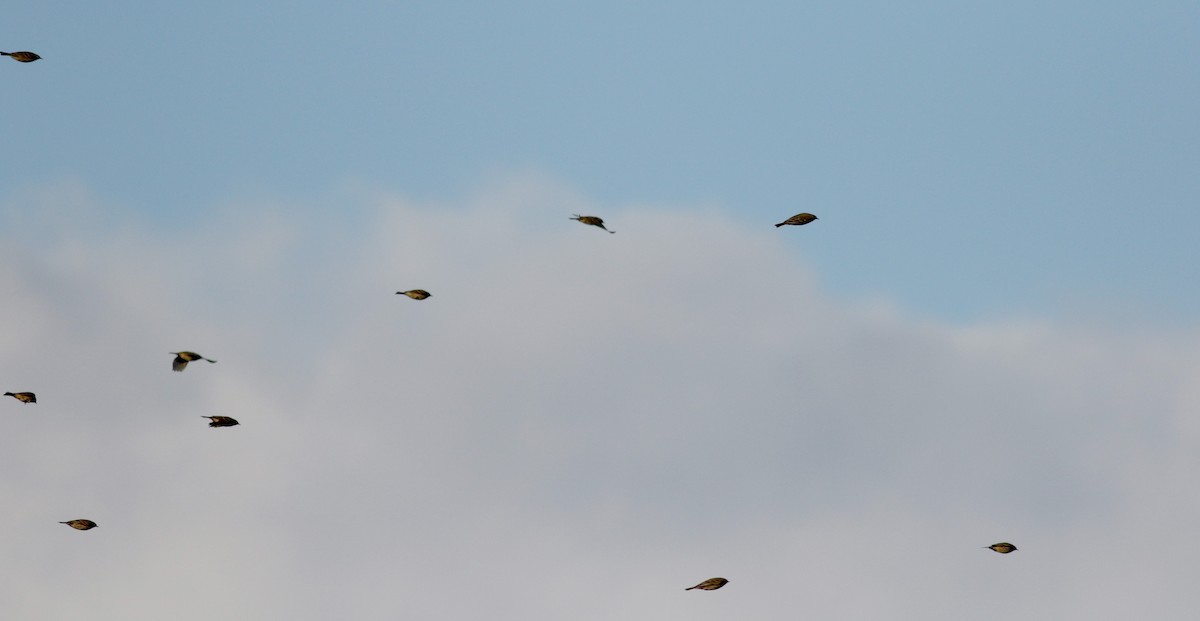 American Pipit - Jay McGowan