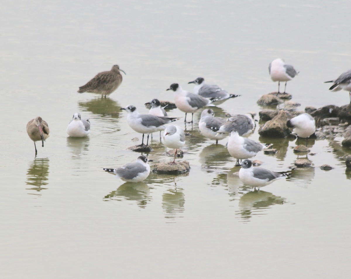 Marbled Godwit - ML443525721