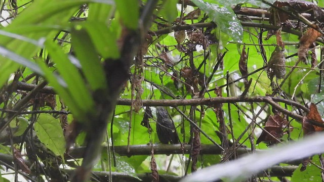 Stripe-breasted Wren - ML443525961