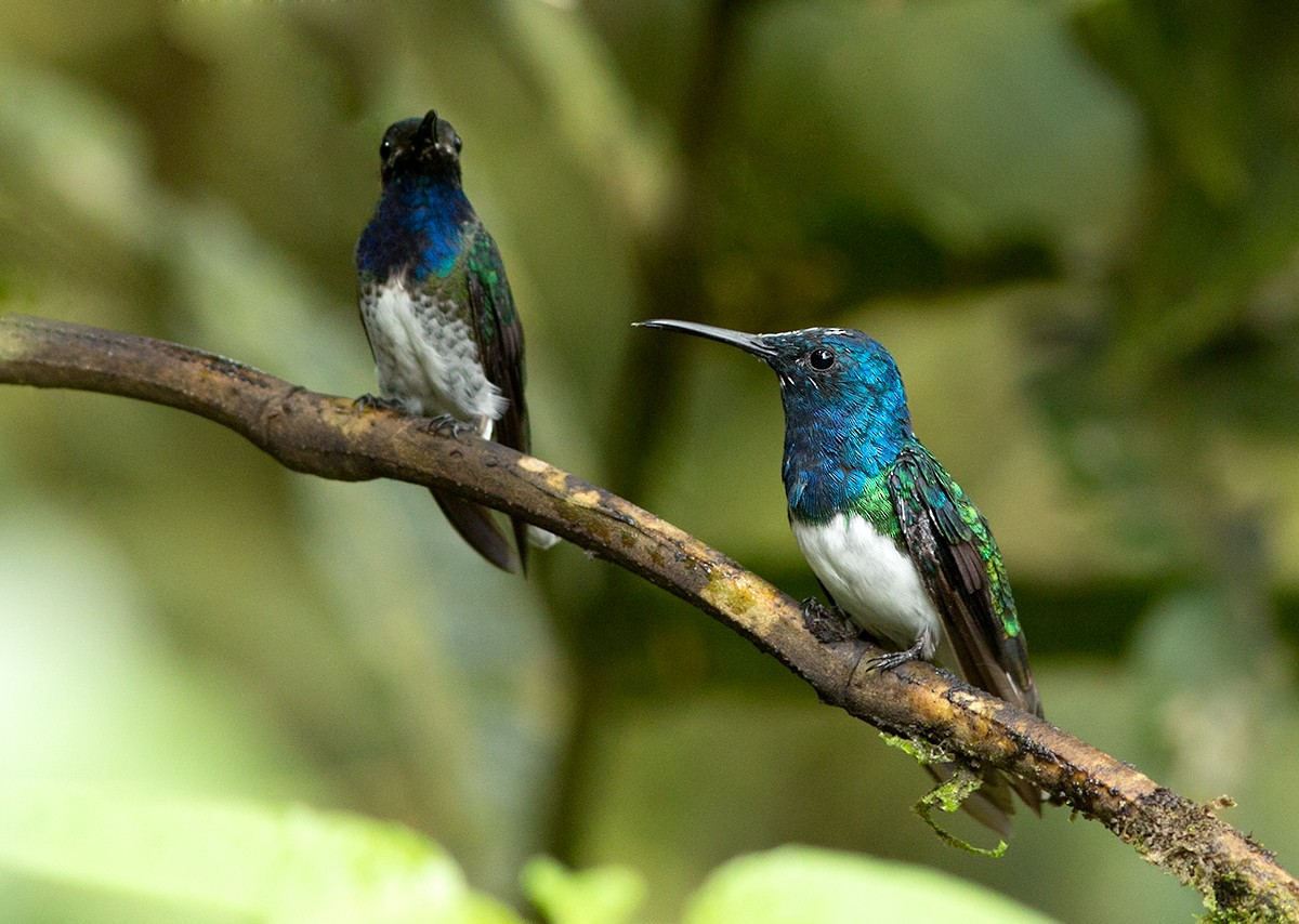 Colibrí Nuquiblanco - ML44352771