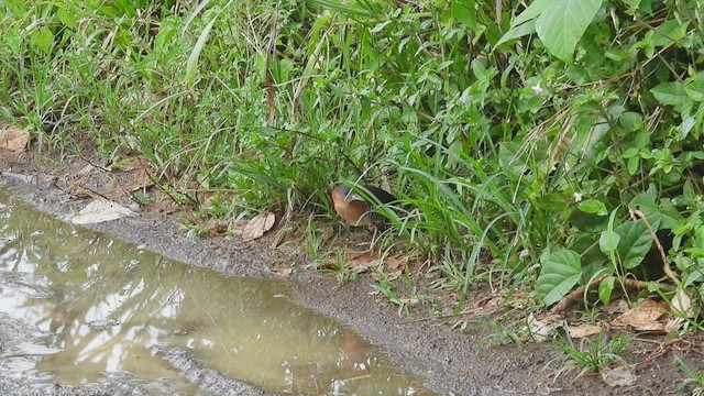 White-throated Crake - ML443528611