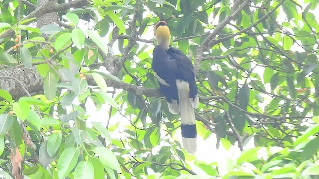 Great Hornbill - ML443528851