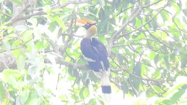 Great Hornbill - ML443529021