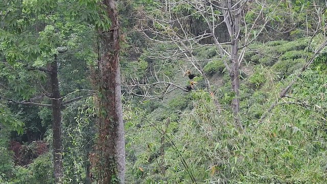 Great Hornbill - ML443529121