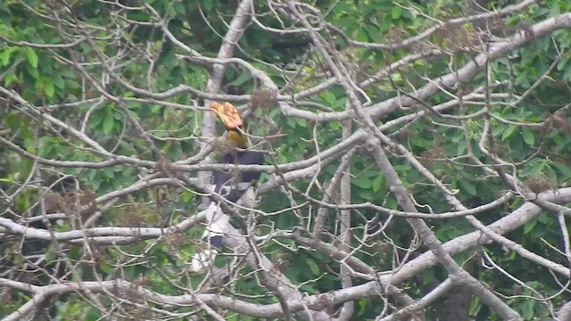 Great Hornbill - ML443529191