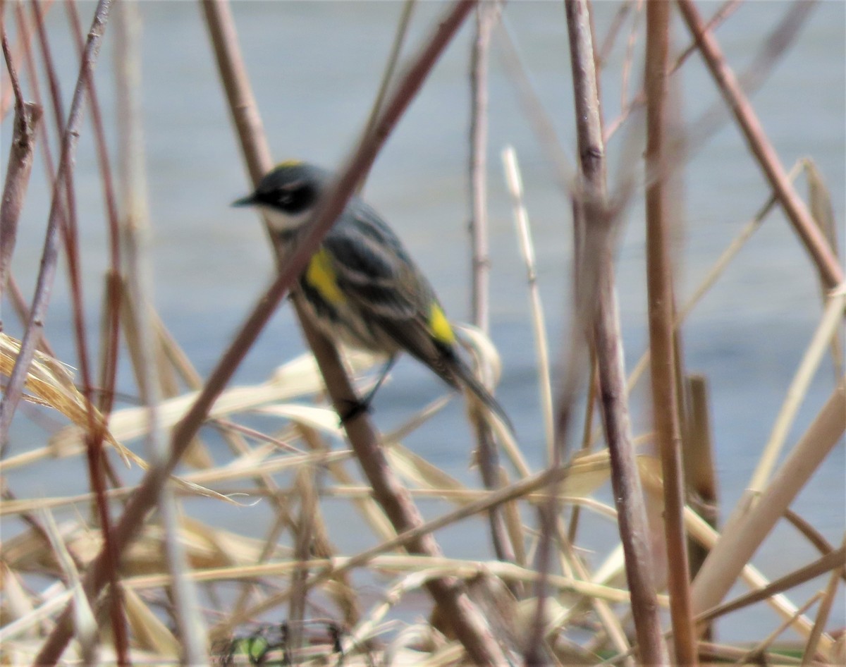 Yellow-rumped Warbler - ML443529301