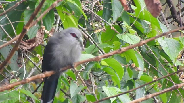 Green-billed Malkoha - ML443529631