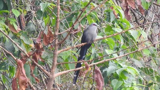 Green-billed Malkoha - ML443529661