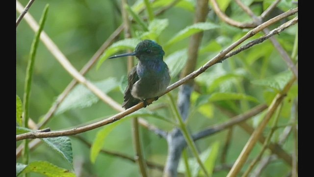 Charming Hummingbird - ML443529721