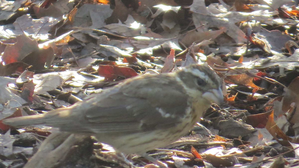 Rose-breasted Grosbeak - ML443531041