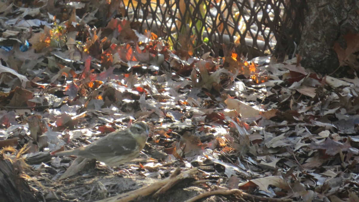 Rose-breasted Grosbeak - ML443531061