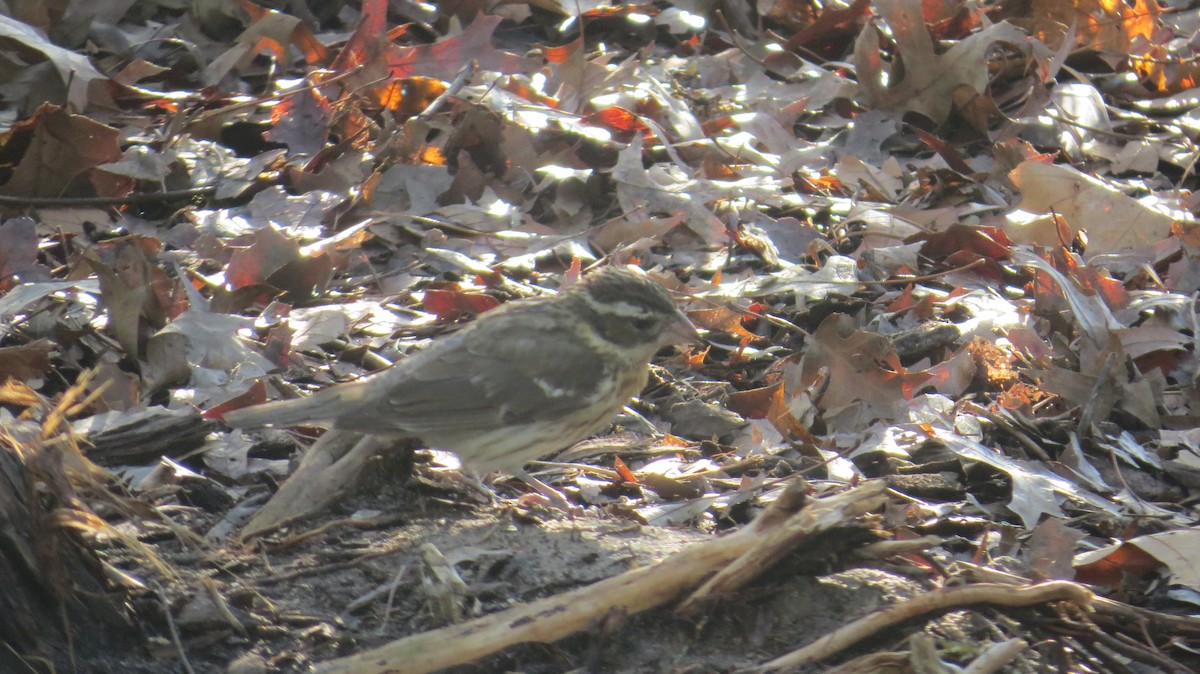 Rose-breasted Grosbeak - ML443531071