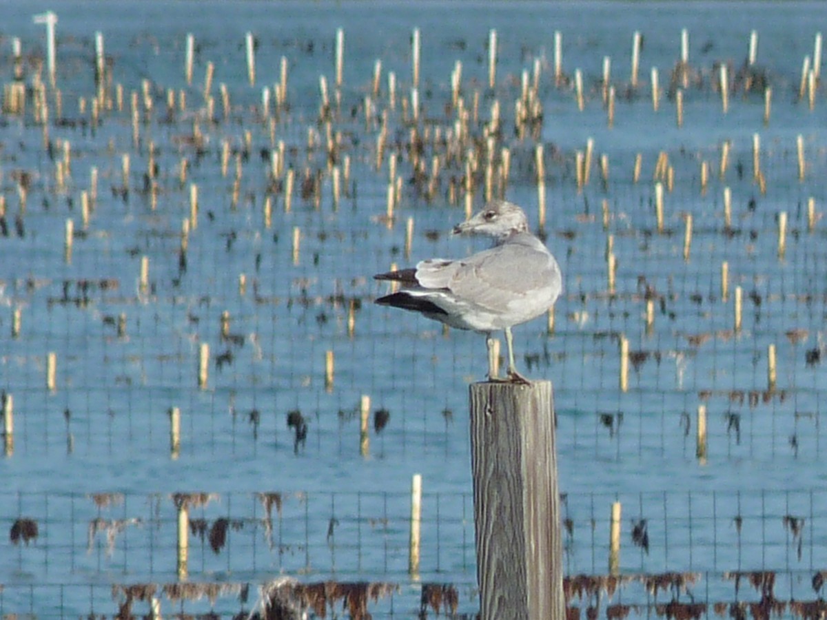 Ring-billed Gull - ML44353111