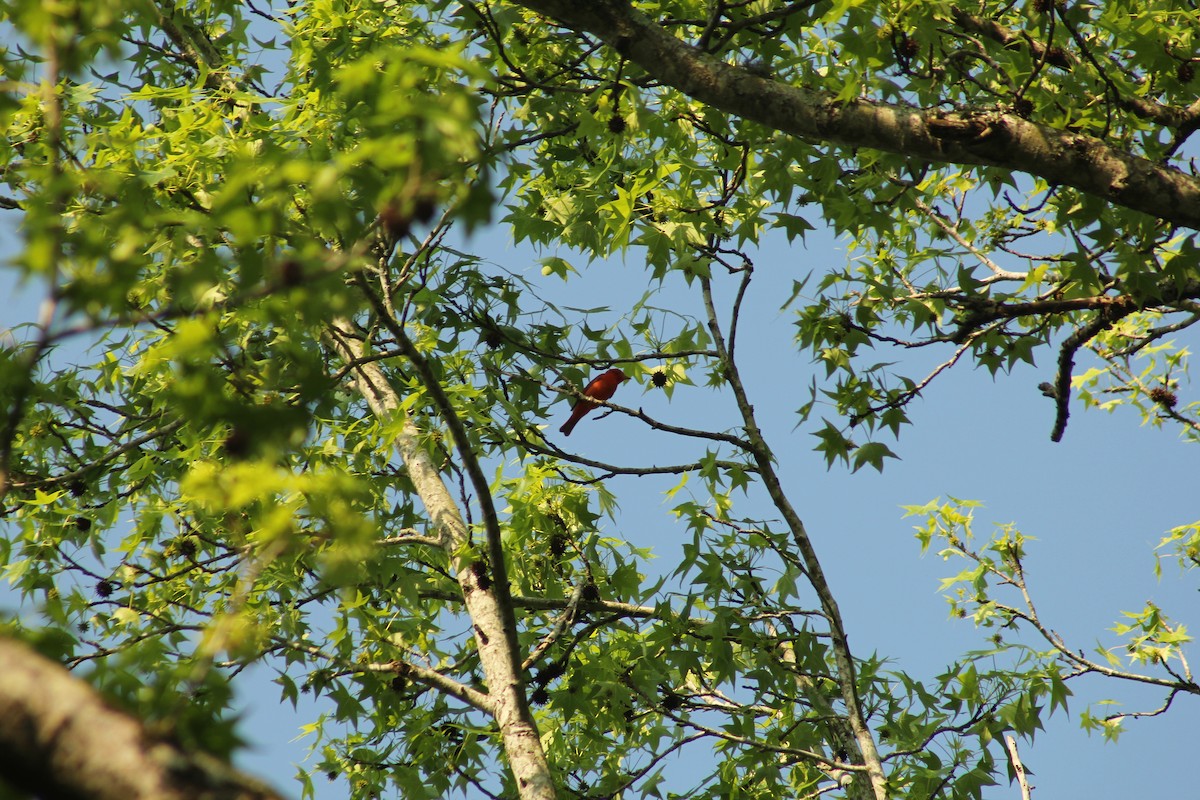 Piranga Roja - ML443531741