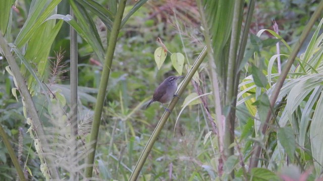 Canebrake Wren - ML443532061