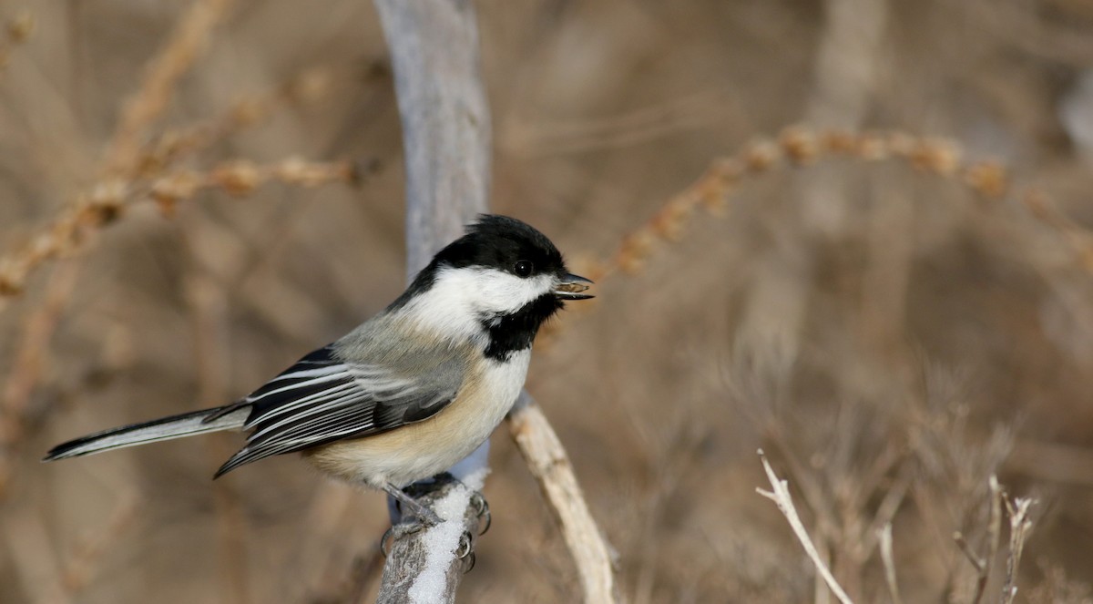 Black-capped Chickadee - ML44353211