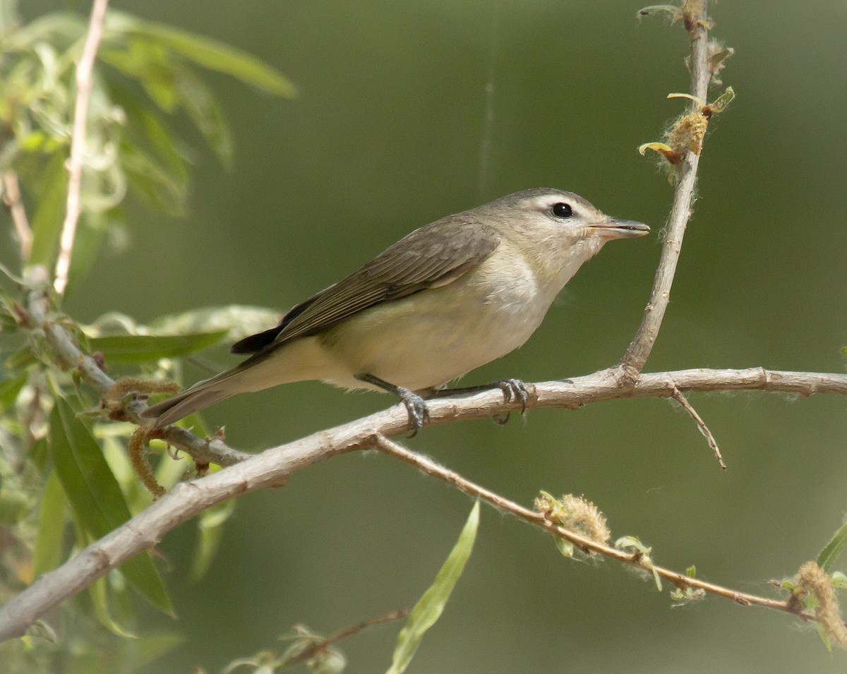sangvireo - ML443532501