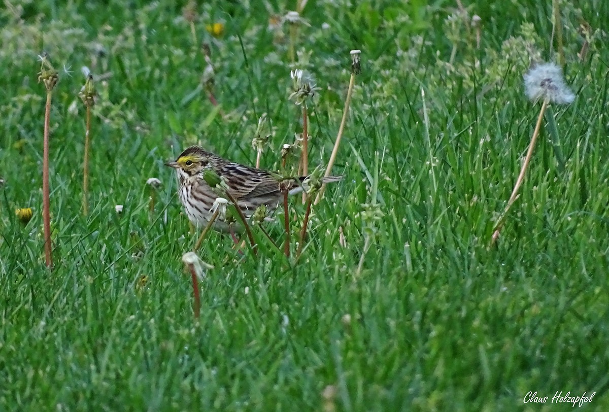 Bruant des prés - ML443533211