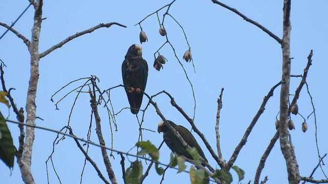 メキシコシロガシラインコ - ML443534951