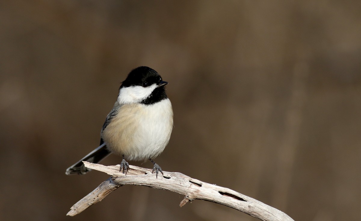 Black-capped Chickadee - Jay McGowan