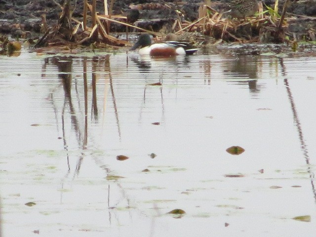 Northern Shoveler - ML443535051