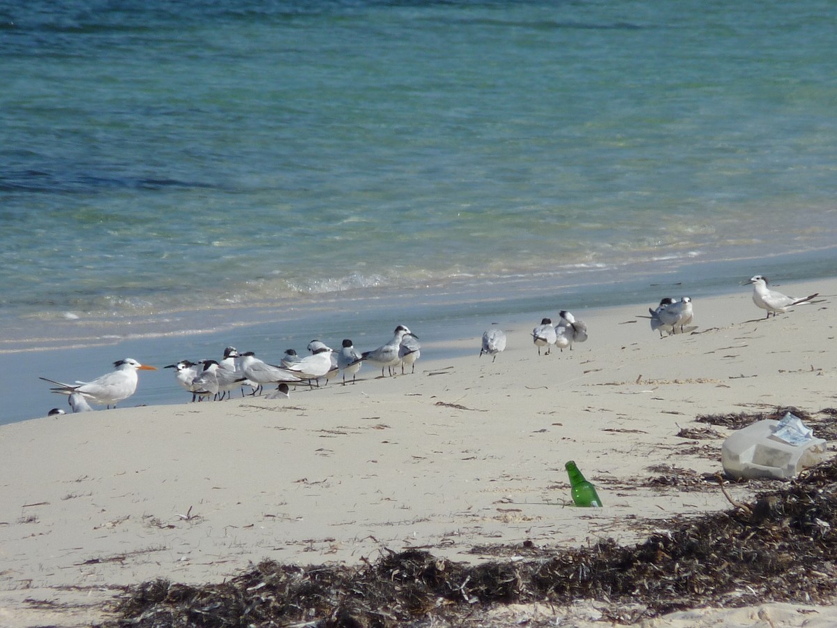 Sandwich Tern - ML44353521