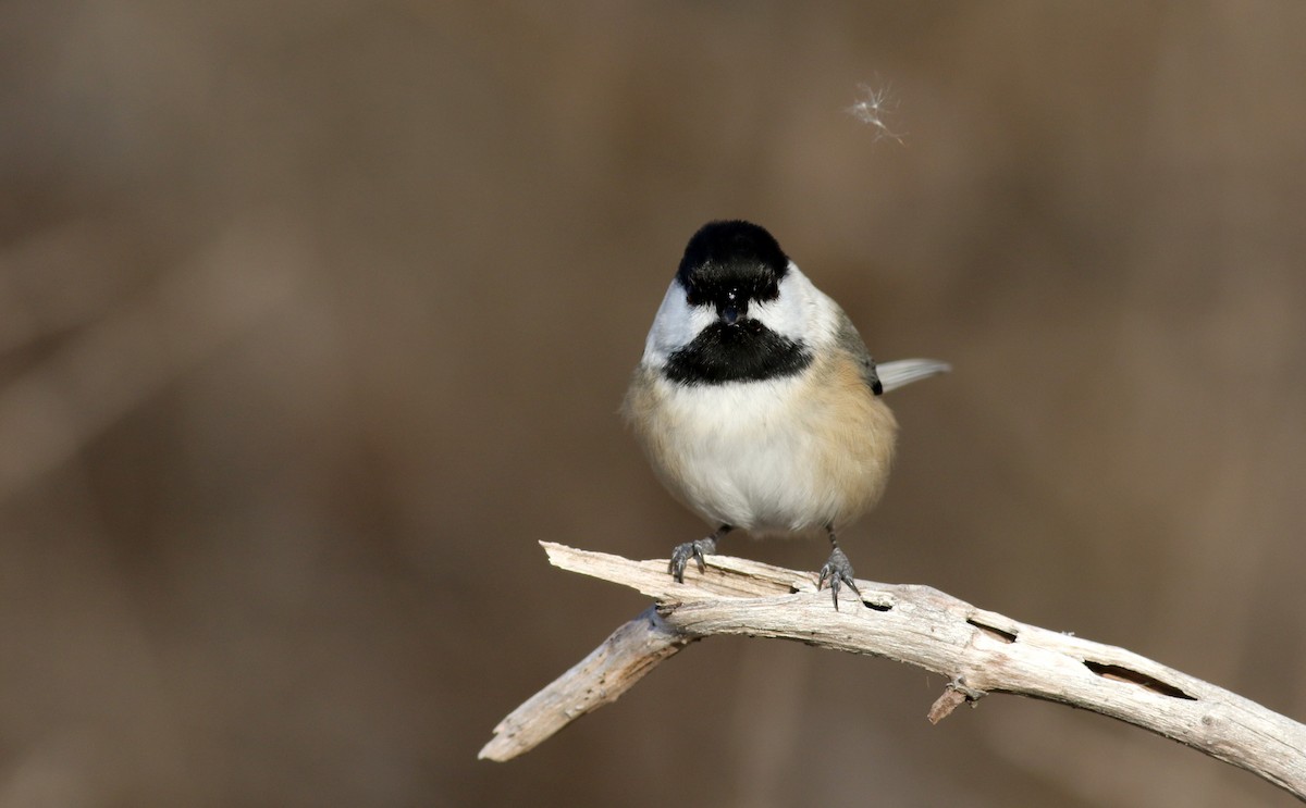 Black-capped Chickadee - ML44353531