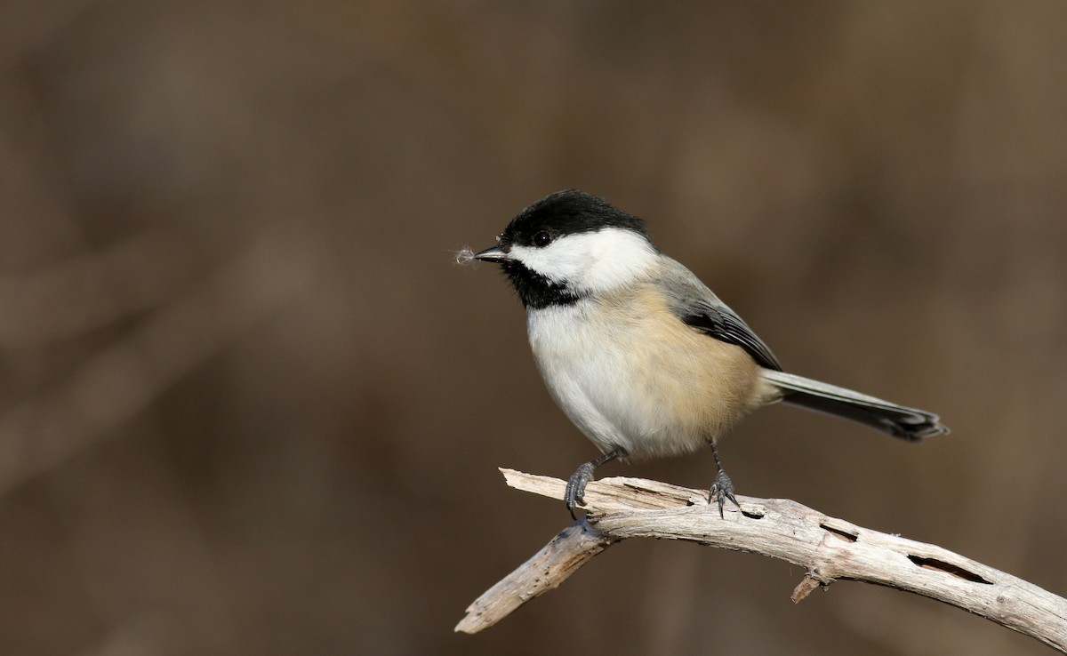 Mésange à tête noire - ML44353591