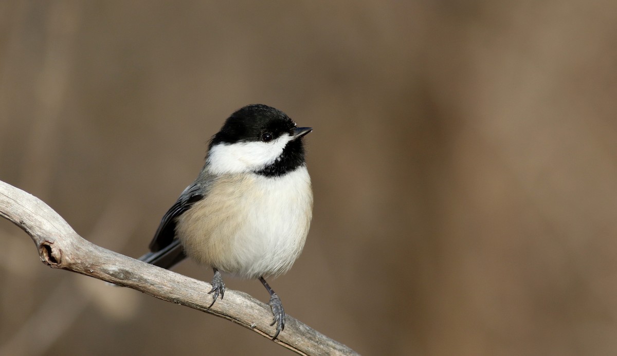 Mésange à tête noire - ML44353611