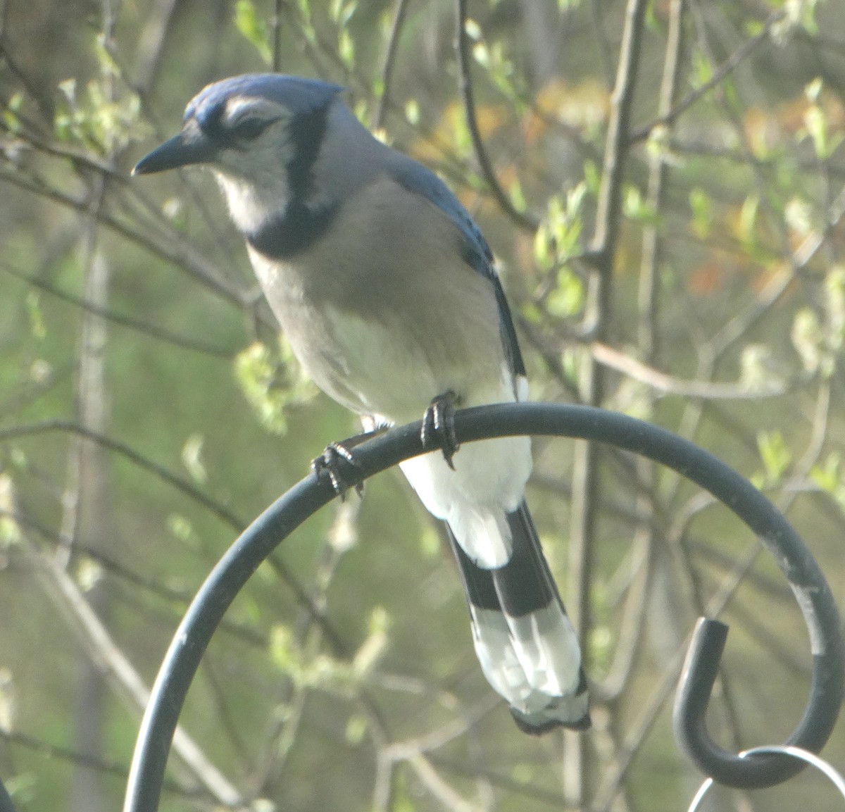 Blue Jay - ML443536771