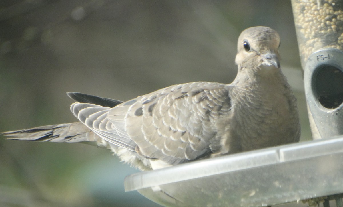 Mourning Dove - ML443536811