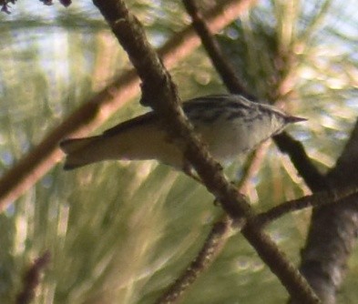 Blackpoll Warbler - ML443537171