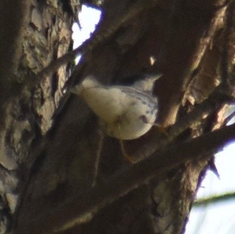 Blackpoll Warbler - ML443537211