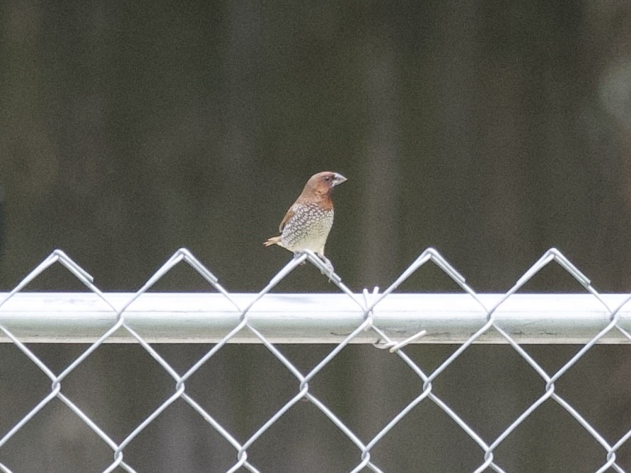 Scaly-breasted Munia - ML443537431